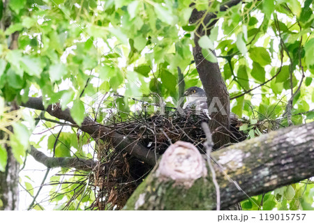 【ツミ】巣の中で見守るメスの親鳥 119015757