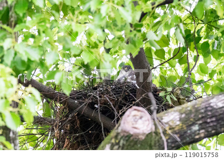 【ツミ】巣の中で見守るメスの親鳥 119015758
