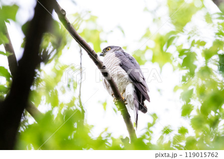 【ツミ】枝の上で休むメスのツミ 119015762