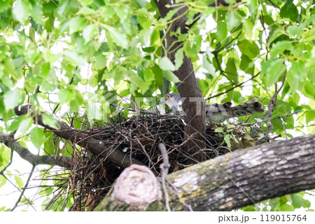 【ツミ】巣の中で見守るメスの親鳥と雛 119015764