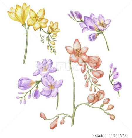 Set of freesia flowers, flowering branches. Watercolor illustration in vintage style. For design and printing of packaging, labels for women's products, perfumes, cosmetics, shampoos, soaps, cutlery. Set of freesia flowers, flowering branches. Watercolor illustration in vintage style. For design and printing of packaging, labels for women's products, perfumes, cosmetics, shampoos, soaps, cutlery. 119015772