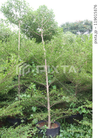 Madagascar almond tree plant on farm 119015876