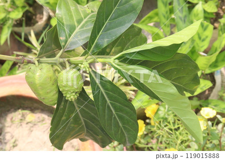 Morinda citrifolia Noni fruit on tree in nursery Morinda citrifolia Noni fruit on tree in nursery 119015888