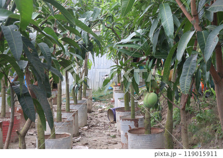 mango tree plant on farm mango tree plant on farm 119015911
