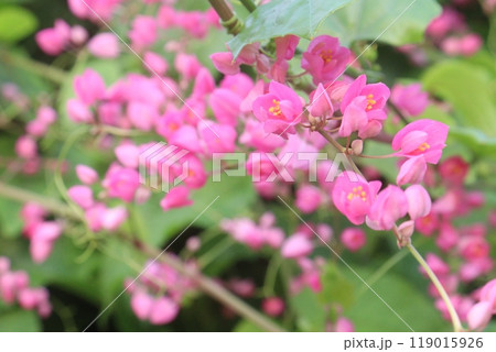 Mexican creeper flower plant on nursery 119015926