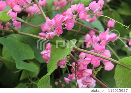 Mexican creeper flower plant on nursery Mexican creeper flower plant on nursery 119015927