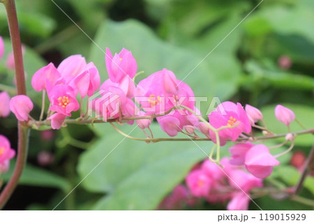 Mexican creeper flower plant on nursery 119015929