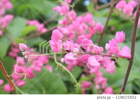 Mexican creeper flower plant on nursery Mexican creeper flower plant on nursery 119015932