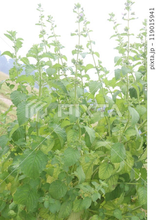mesosphaerum suaveolens medicinal plant on field 119015941