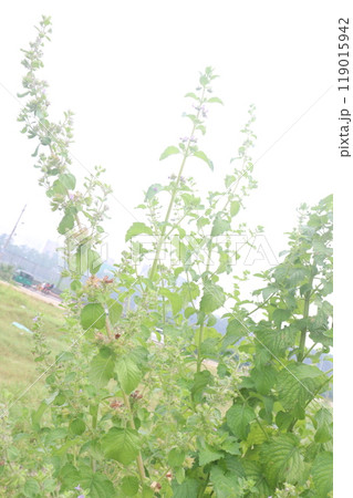 mesosphaerum suaveolens medicinal plant on field 119015942