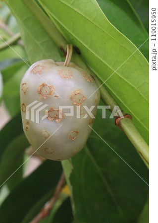 Morinda citrifolia Noni fruit on tree in nursery Morinda citrifolia Noni fruit on tree in nursery 119015950