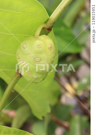 Morinda citrifolia Noni fruit on tree in nursery Morinda citrifolia Noni fruit on tree in nursery 119015951