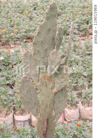 opuntia dillenii cactus plant on nursery 119015969