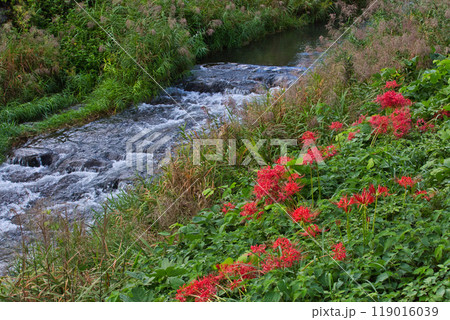 一乗谷朝倉氏遺跡ー彼岸花の秋 一乗谷朝倉氏遺跡ー彼岸花の秋 119016039
