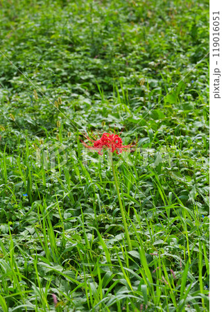 一乗谷朝倉氏遺跡ー彼岸花の秋 119016051