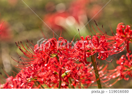一乗谷朝倉氏遺跡ー彼岸花の秋 一乗谷朝倉氏遺跡ー彼岸花の秋 119016080