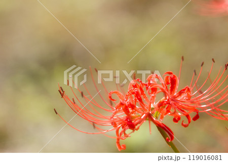 一乗谷朝倉氏遺跡ー彼岸花の秋 一乗谷朝倉氏遺跡ー彼岸花の秋 119016081