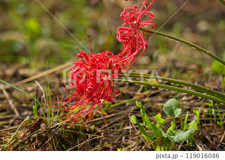 一乗谷朝倉氏遺跡ー彼岸花の秋 119016086