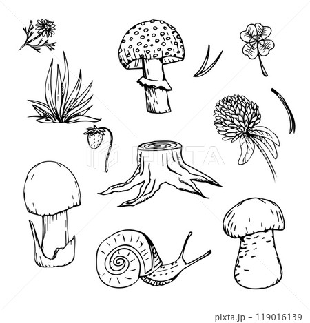 Hand drawn set of forest element. Mushrooms, clover, stump. 119016139