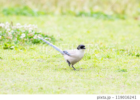 【オナガ】公園の地面に降り立つオナガ 119016241
