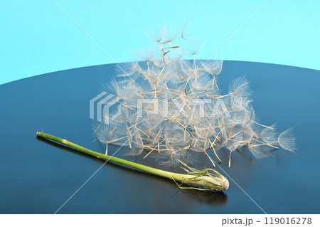 Western salsify or oyster plant that looks like big dandelion grown in field. 119016278