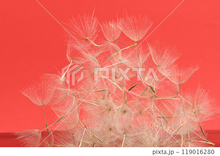 Western salsify or oyster plant that looks like big dandelion grown in field. 119016280
