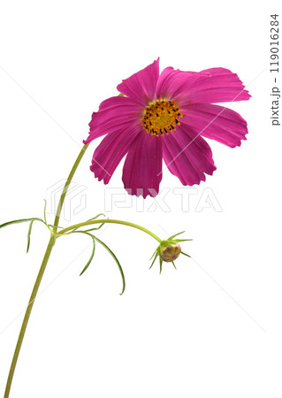 Isolated Cosmos flowers on white background. 119016284