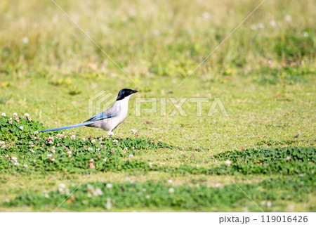 【オナガ】公園の地面で遊ぶオナガ 119016426