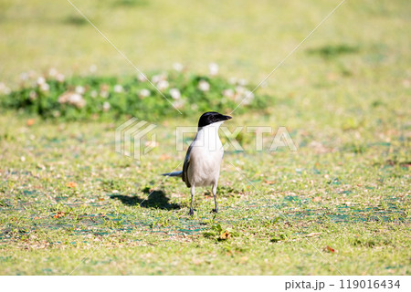 【オナガ】公園の地面で遊ぶオナガ 119016434