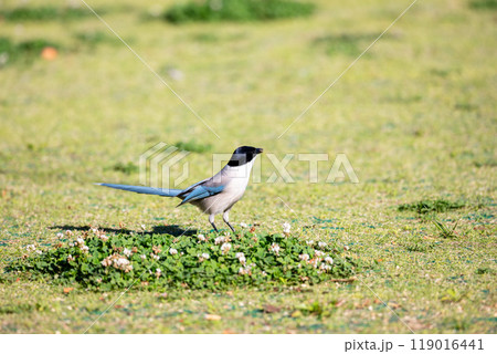 【オナガ】公園の地面で遊ぶオナガ 【オナガ】公園の地面で遊ぶオナガ 119016441