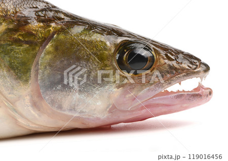 Close-up of pike perch eye. Zander river fish. Pike perch fish isolated on white. Close-up of pike perch eye. Zander river fish. Pike perch fish isolated on white. 119016456