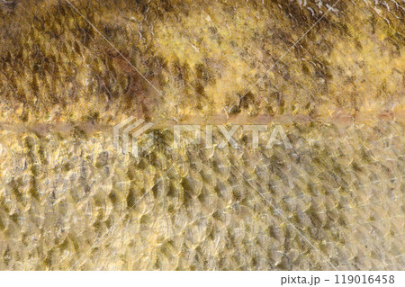 Close-up of pike perch. Perch skin. Zander river fish. Pike perch fish isolated on white. 119016458