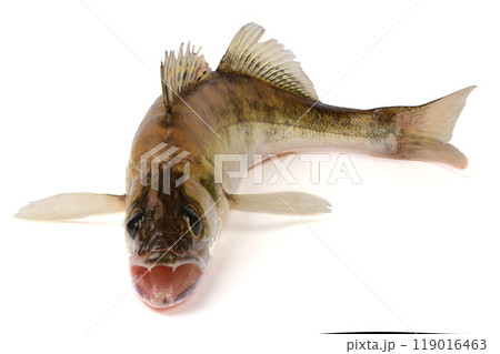 Zander river fish. Pike perch fish isolated on white. 119016463
