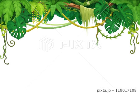 Tropical jungle rain forest liana vines background with monstera leaves frame, vector plants. Tropical liana and ivy branches or creeper plant vines and monstera leaf hanging on white blank background 119017109