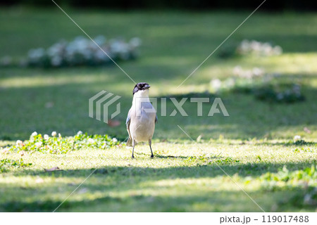 【オナガ】公園の地面に降り立つオナガ 【オナガ】公園の地面に降り立つオナガ 119017488