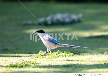 【オナガ】公園の地面で遊ぶオナガ 119017489