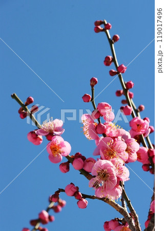 ウメ ウメ 119017496