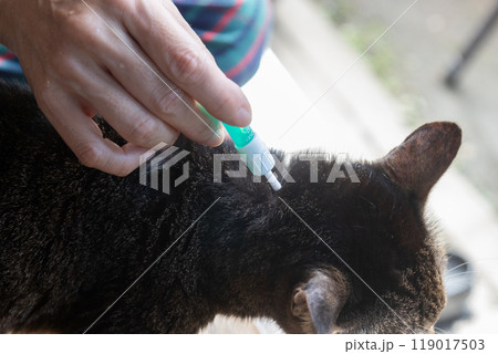 雉猫の首元にノミの薬をつける女性の手元 雉猫の首元にノミの薬をつける女性の手元 119017503