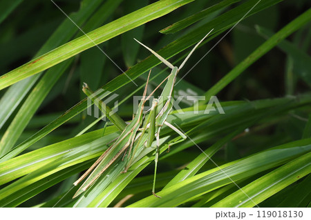 ショウリョウバッタ（ペア） 119018130