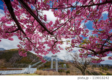 秦野戸川公園のカワヅザクラと風の吊橋 秦野戸川公園のカワヅザクラと風の吊橋 119018242