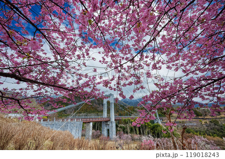 秦野戸川公園のカワヅザクラと風の吊橋 119018243