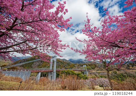 秦野戸川公園のカワヅザクラと風の吊橋 秦野戸川公園のカワヅザクラと風の吊橋 119018244