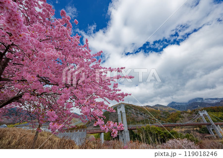 秦野戸川公園のカワヅザクラと風の吊橋 秦野戸川公園のカワヅザクラと風の吊橋 119018246