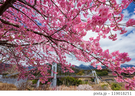 秦野戸川公園のカワヅザクラと風の吊橋 119018251