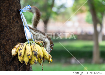 アユタヤ歴史公園のリス食事中 119018262
