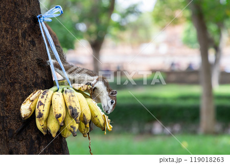 アユタヤ歴史公園のリス食事中 アユタヤ歴史公園のリス食事中 119018263