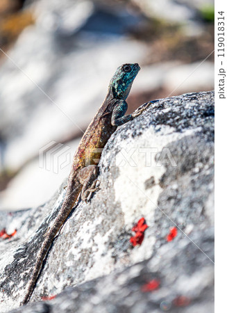 Small colorful lizard in the wild on a stone. Summer wallpaper with animals and nature. close up Small colorful lizard in the wild on a stone. Summer wallpaper with animals and nature. close up 119018314