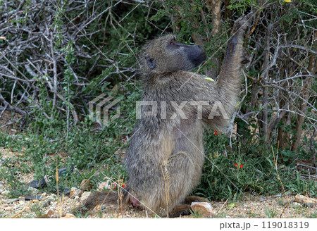 Chacma baboon, monkey sits and picks leaf from tree. Animals natural habitat 119018319