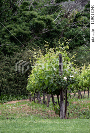 Green grapevine bushes. Small vineyard, home winery, rows of grape vines. 119018340