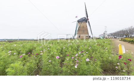 佐倉ふるさと広場のコスモス 119018734